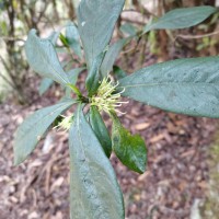 Pavetta involucrata Thwaites